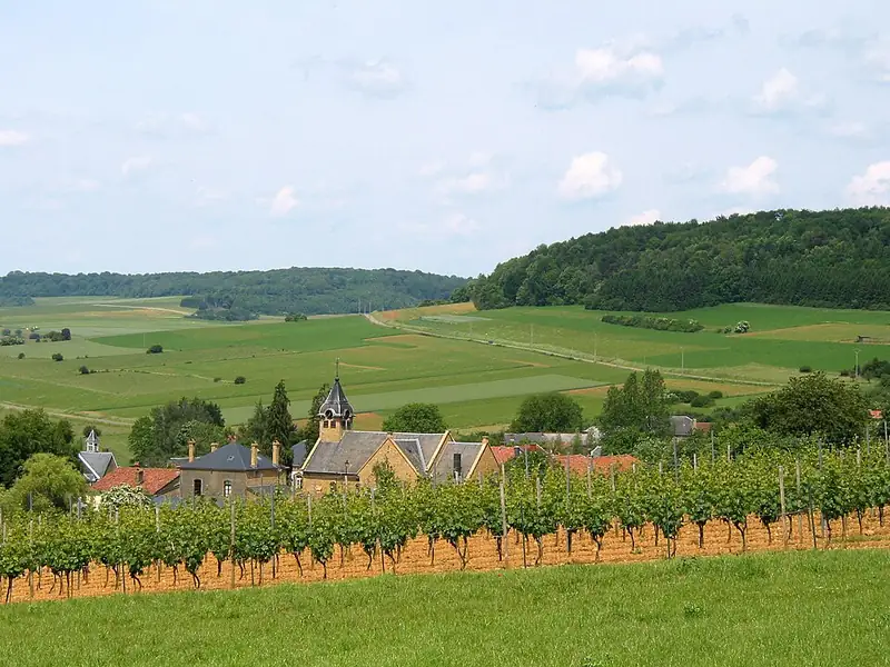 Torgny (Belgique), un champ de vignes du village